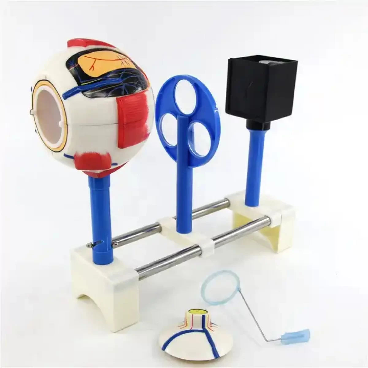 Human Eye Module Human Eye Functional Model – HomoSapiens