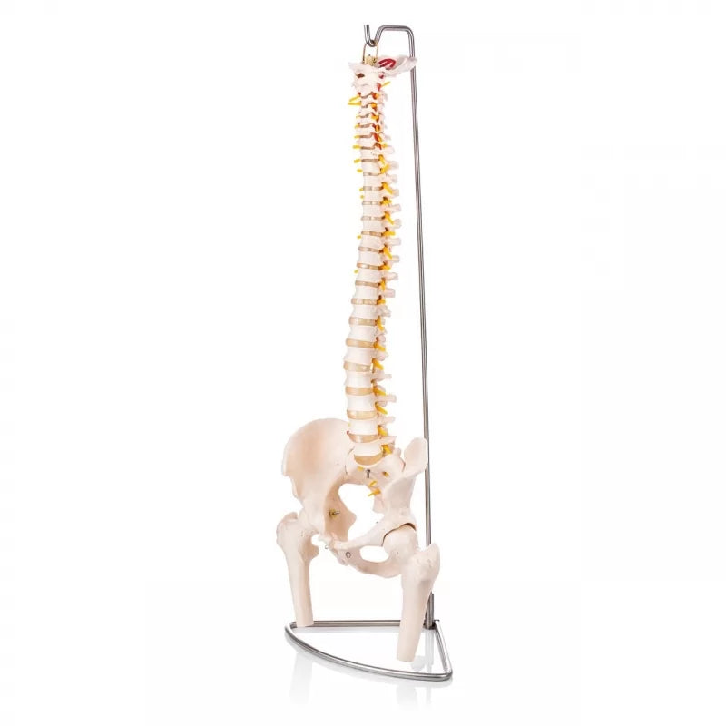 Human Spine Model  With Femur Heads & Pelvis (Life-Size)