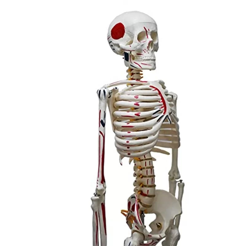 Human Skeleton Model Painted Muscle Insertion and Origin Points (85cm)