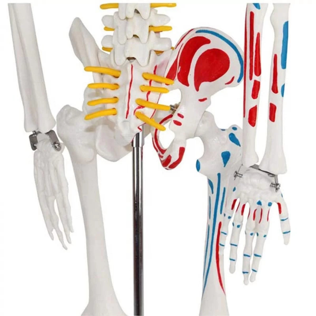 Human Skeleton Model Painted Muscle Insertion and Origin Points (85cm)