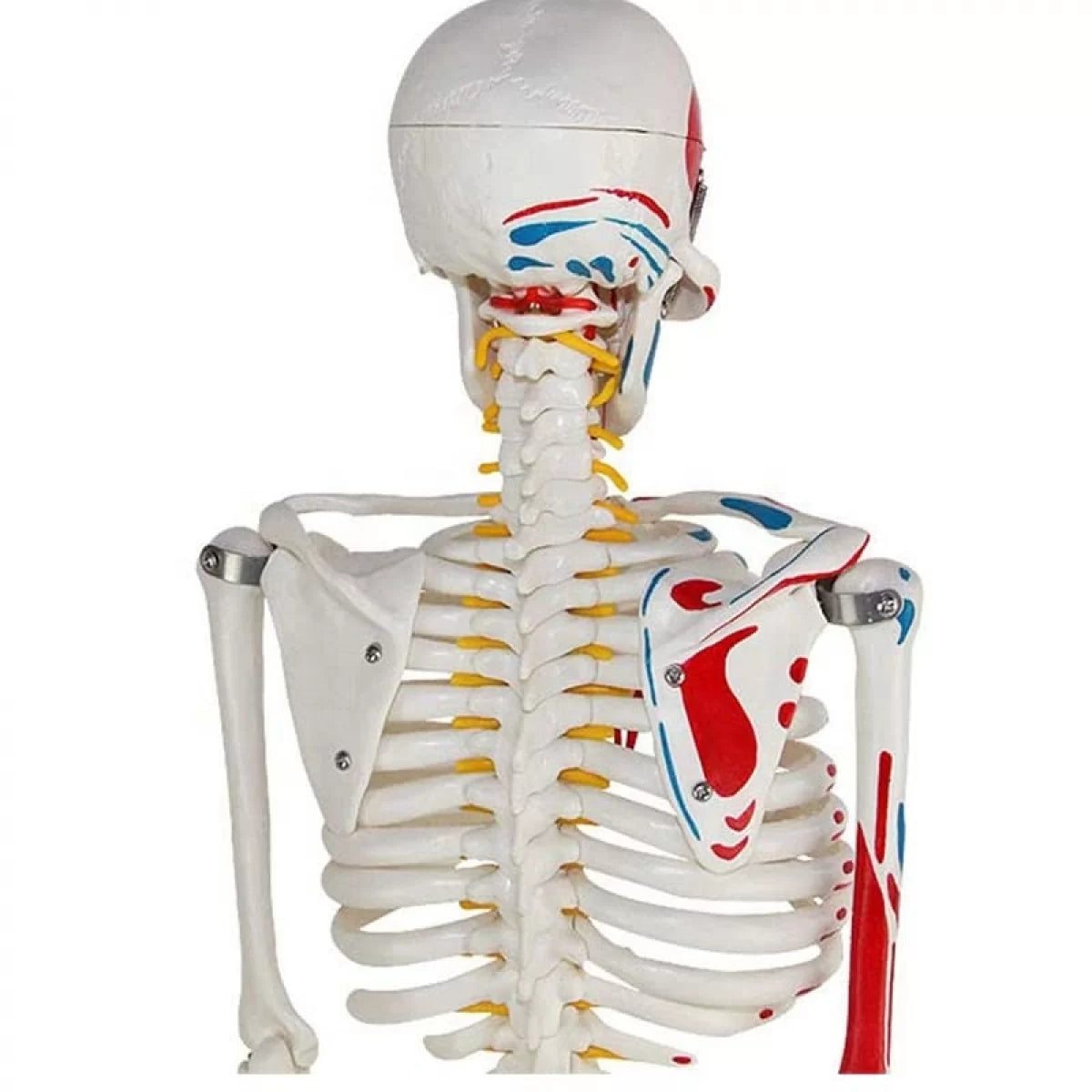 Human Skeleton Model Painted Muscle Insertion and Origin Points (85cm)