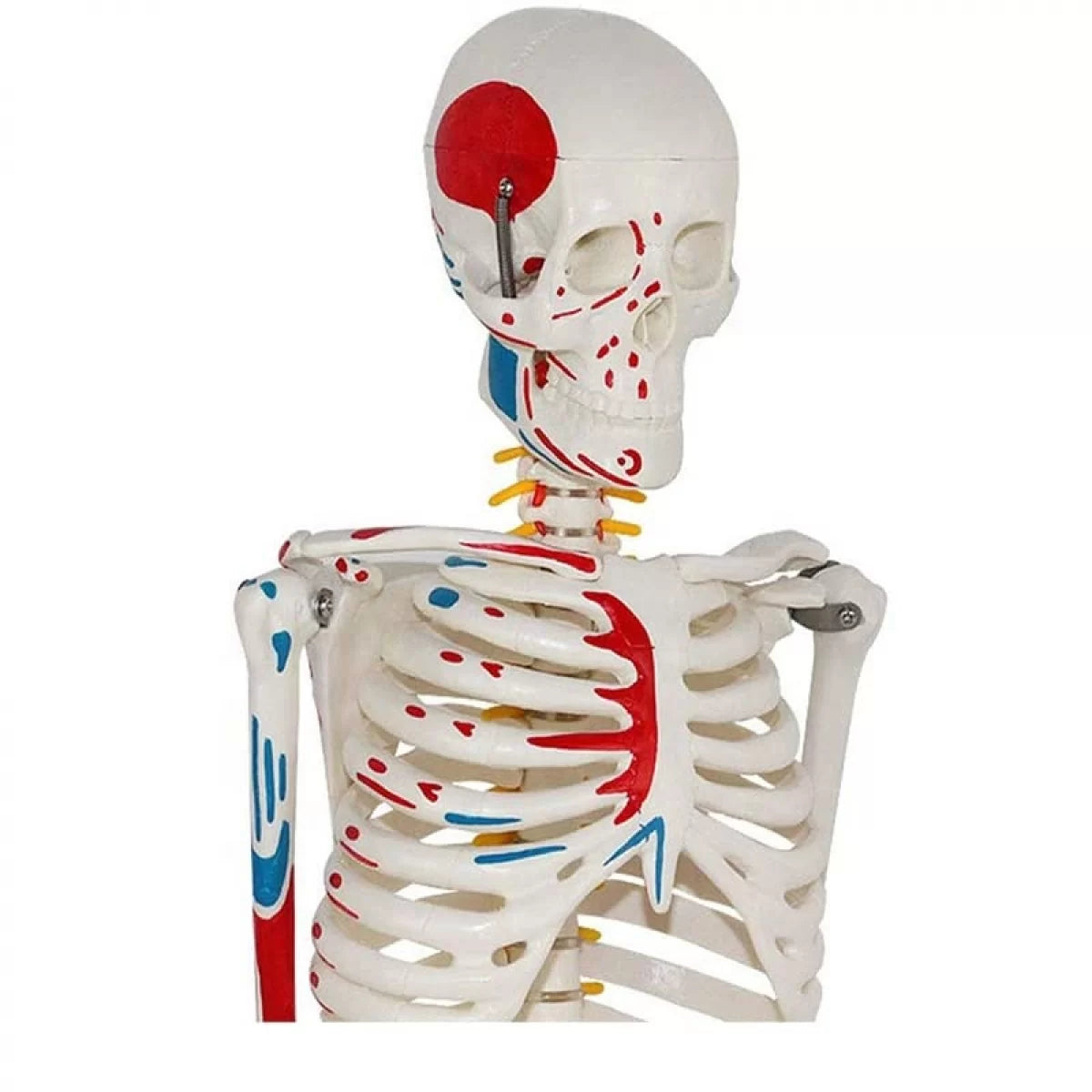 Human Skeleton Model Painted Muscle Insertion and Origin Points (85cm)