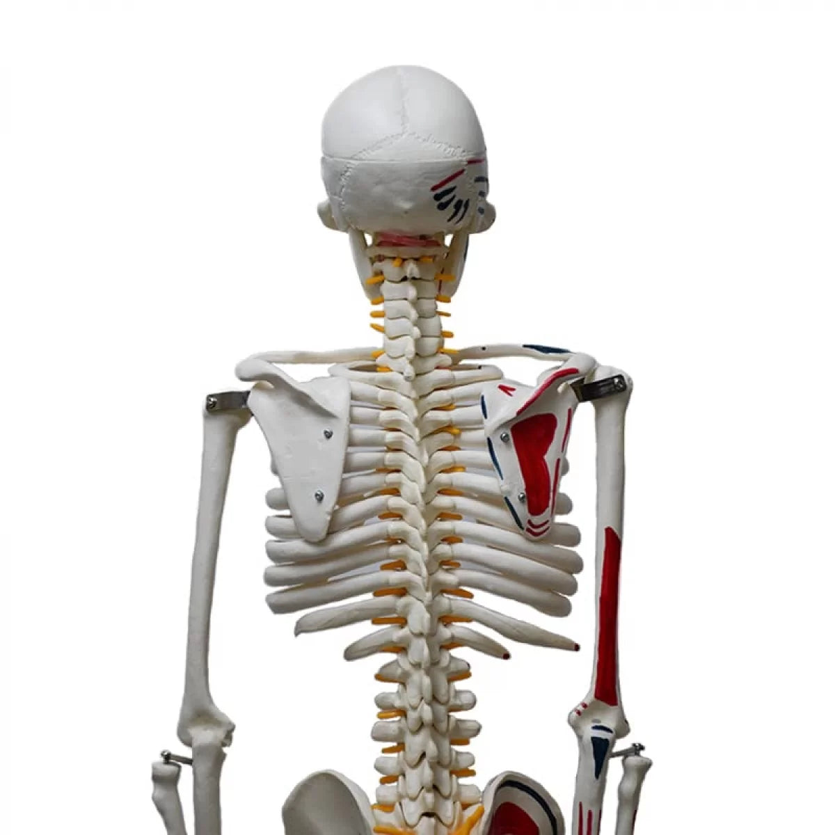 Human Skeleton Model Painted Muscle Insertion and Origin Points (85cm)