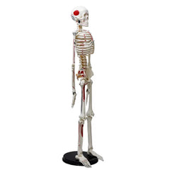 Human Skeleton Model Painted Muscle Insertion and Origin Points (85cm)