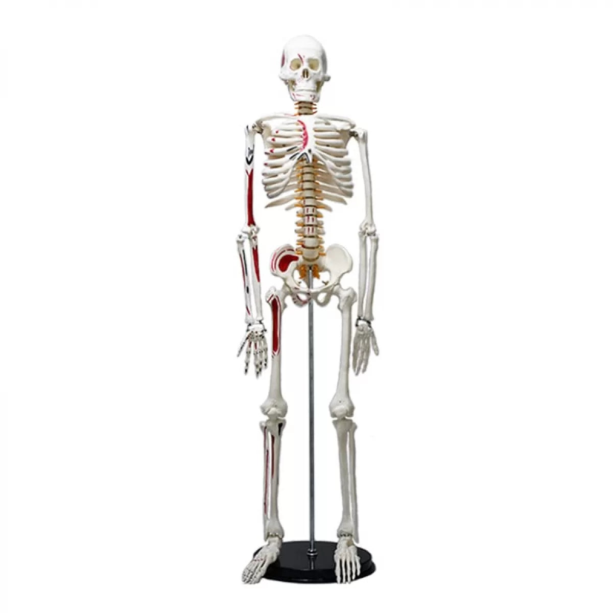 Human Skeleton Model Painted Muscle Insertion and Origin Points (85cm)