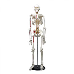 Human Skeleton Model Painted Muscle Insertion and Origin Points (85cm)