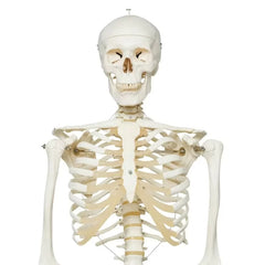 Human Skeleton Model (Articulated) 5.8 Feet