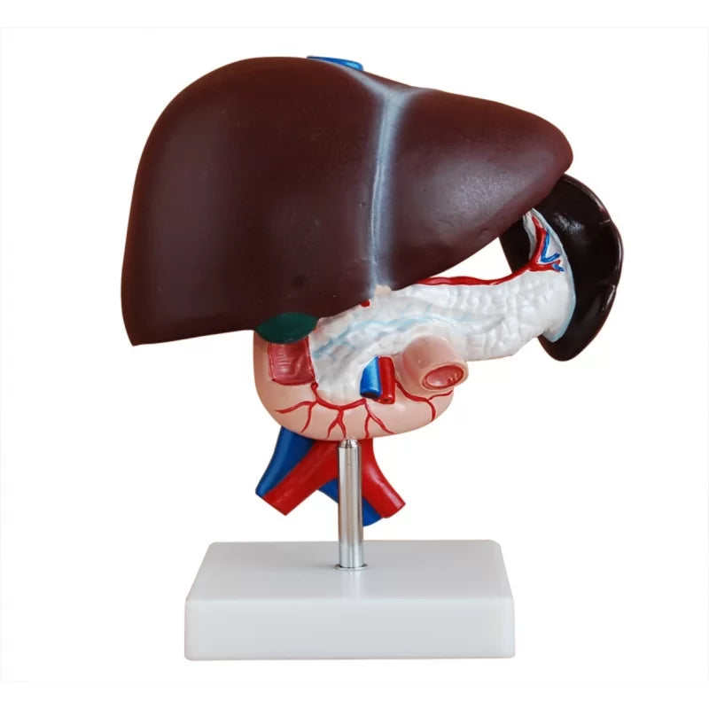 Human Liver, Pancreas & Duodenum Anatomical Model (Dissectible)