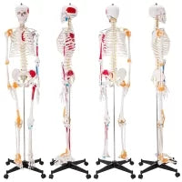 Human Skeleton Model (Muscle Insertion,Origin Points,Joints Ligaments) 180cm