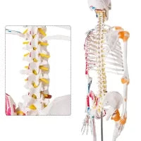 Human Skeleton Model (Muscle Insertion,Origin Points,Joints Ligaments) 180cm