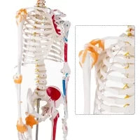 Human Skeleton Model (Muscle Insertion,Origin Points,Joints Ligaments) 180cm