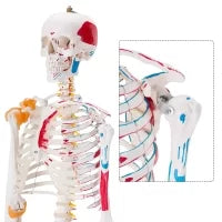 Human Skeleton Model (Muscle Insertion,Origin Points,Joints Ligaments) 180cm