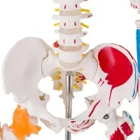 Human Skeleton Model (Muscle Insertion,Origin Points,Joints Ligaments) 180cm