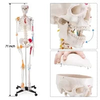 Human Skeleton Model (Muscle Insertion,Origin Points,Joints Ligaments) 180cm