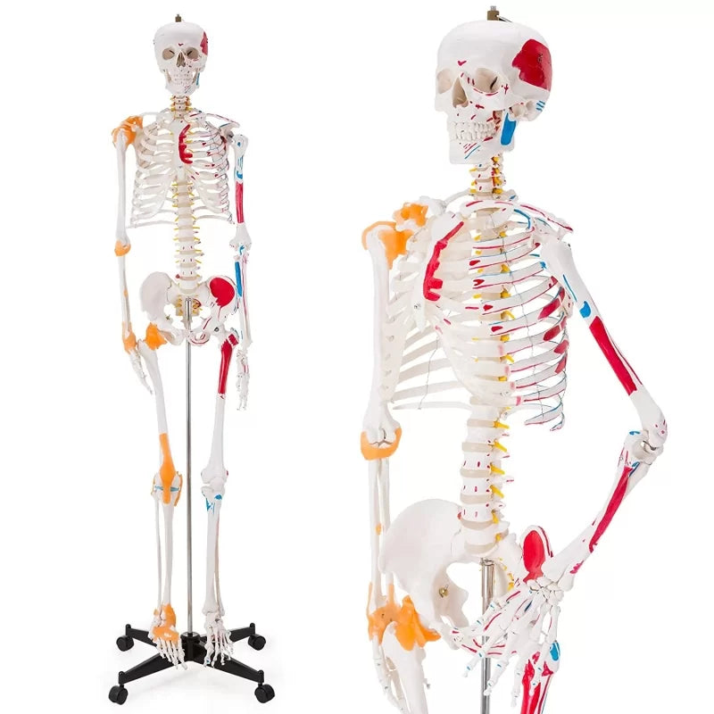 Human Skeleton Model (Muscle Insertion,Origin Points,Joints Ligaments) 180cm