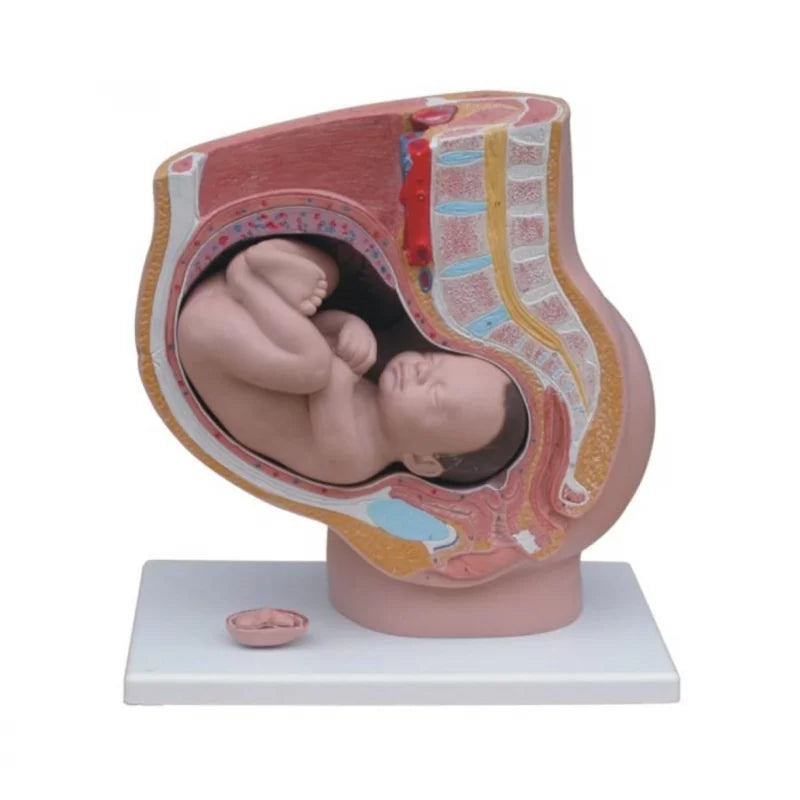 Pregnant Female Pelvis Section Model With Fetus