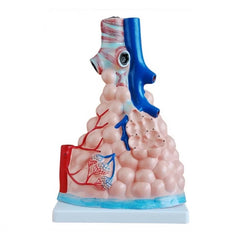 Pulmonary Alveoil Model