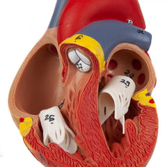 Human Heart Model (Numbered) with 2 Parts