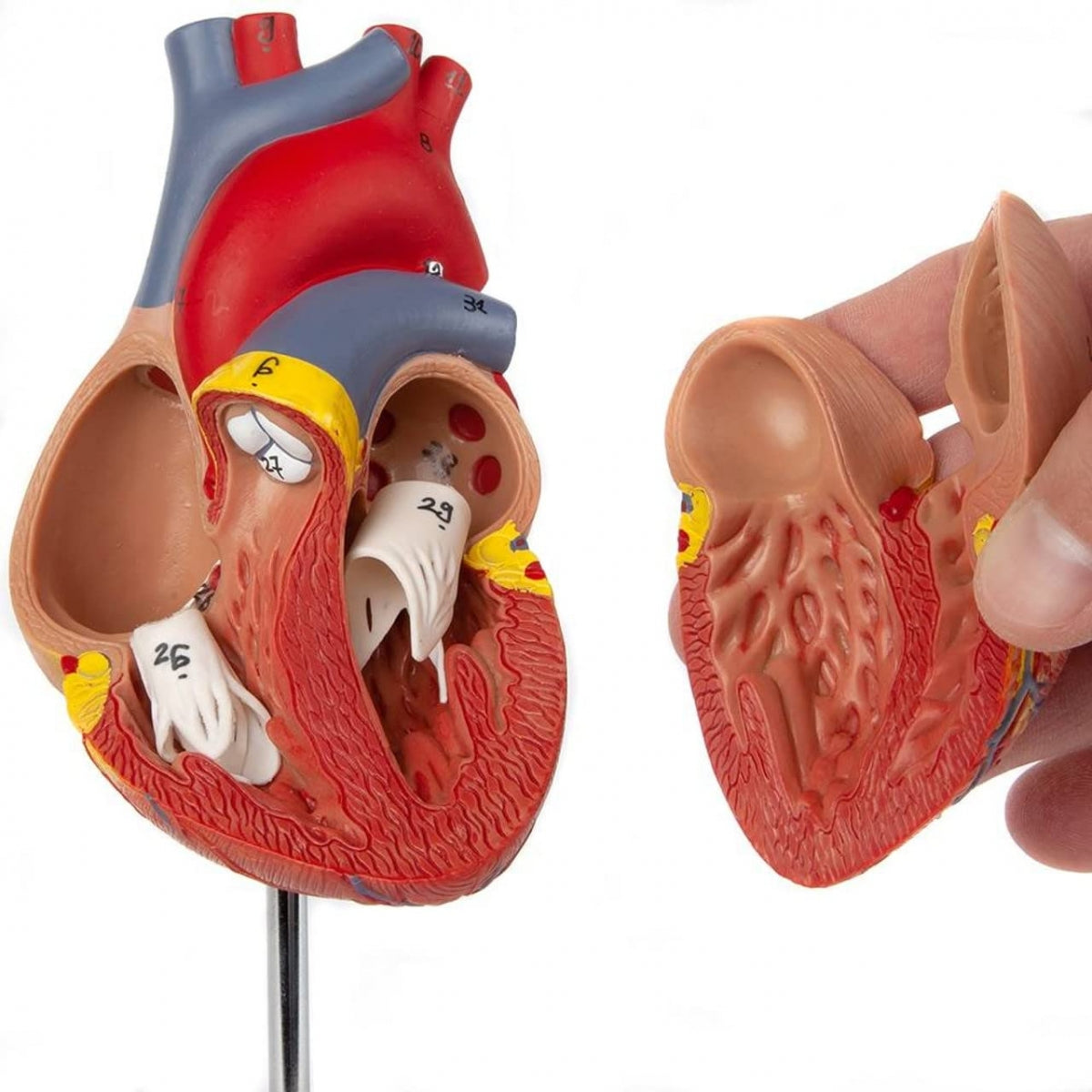 Human Heart Model (Numbered) with 2 Parts