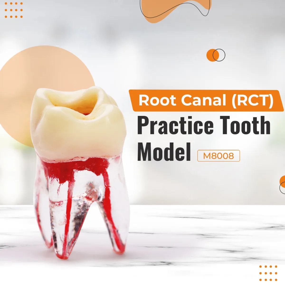 RCT Tooth Model (Root Canal Practice Model)