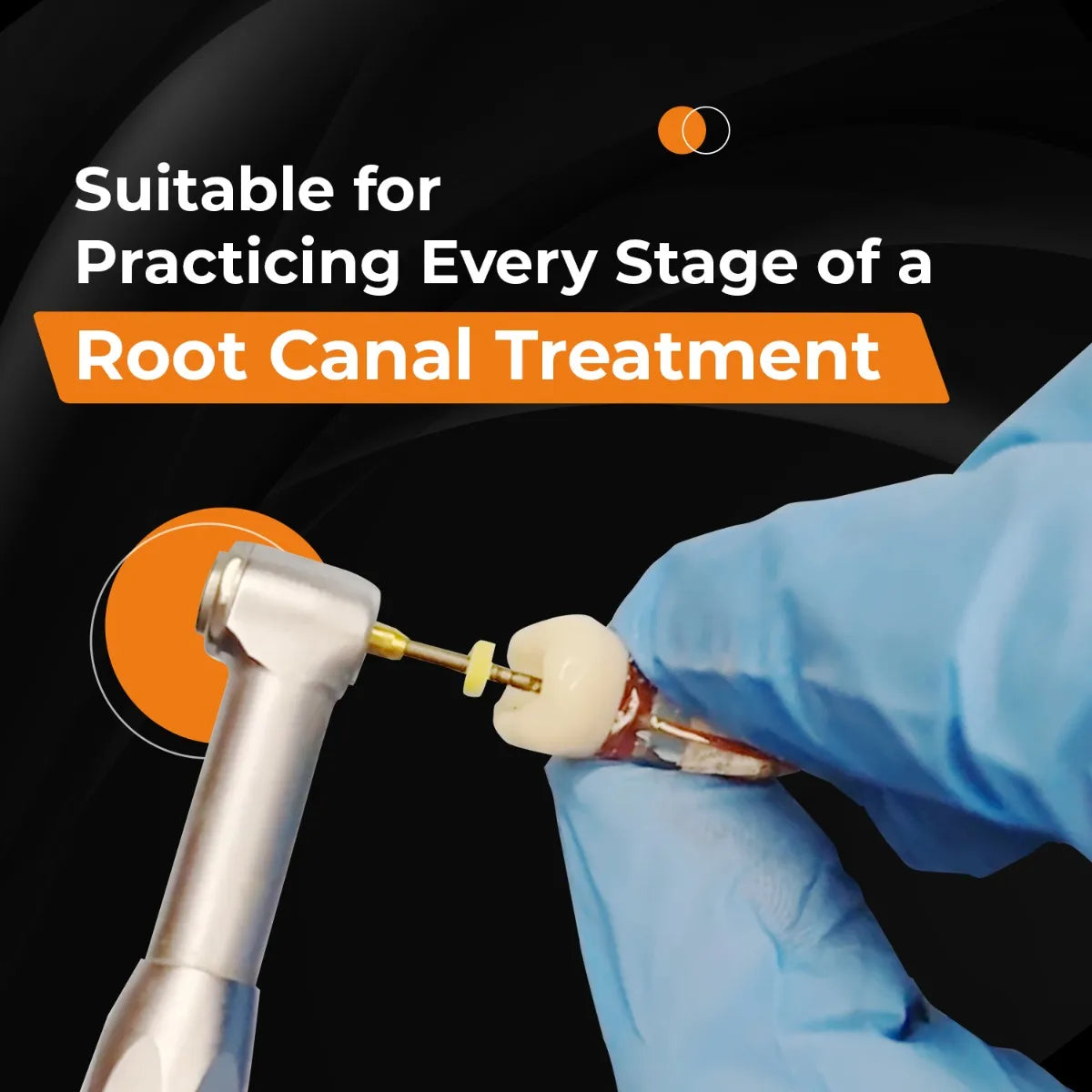 Tooth 26 Rct RCT Tooth Model (Root Canal Practice Model) – HomoSapiens