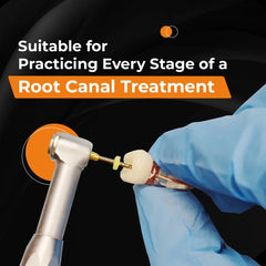 RCT Tooth Model (Root Canal Practice Model)