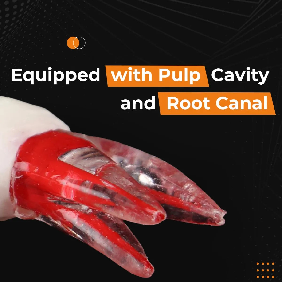 RCT Tooth Model (Root Canal Practice Model)