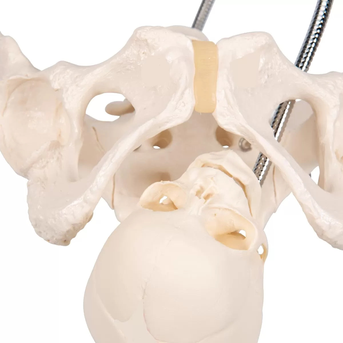 Birth Demonstration Model