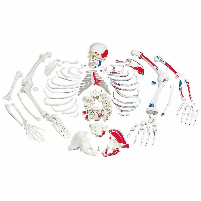 Disarticulated Human Skeleton Painted Muscles Origins and Insertions (Bi-lateral Boneset)