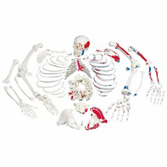 Disarticulated Human Skeleton Painted Muscles Origins and Insertions (Bi-lateral Boneset)