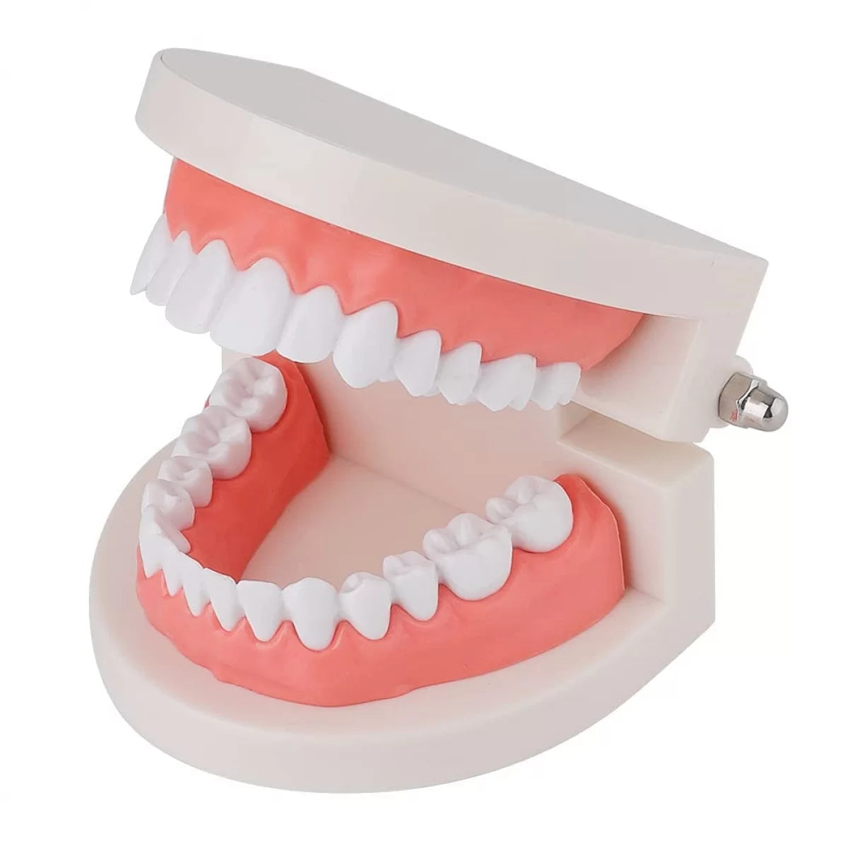 Dental Teeth Model For Dental Education