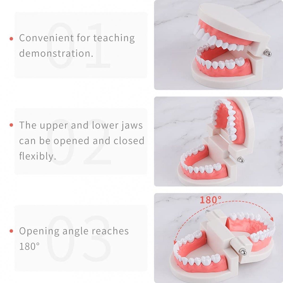 Dental Teeth Model For Dental Education