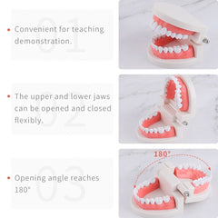 Dental Teeth Model For Dental Education