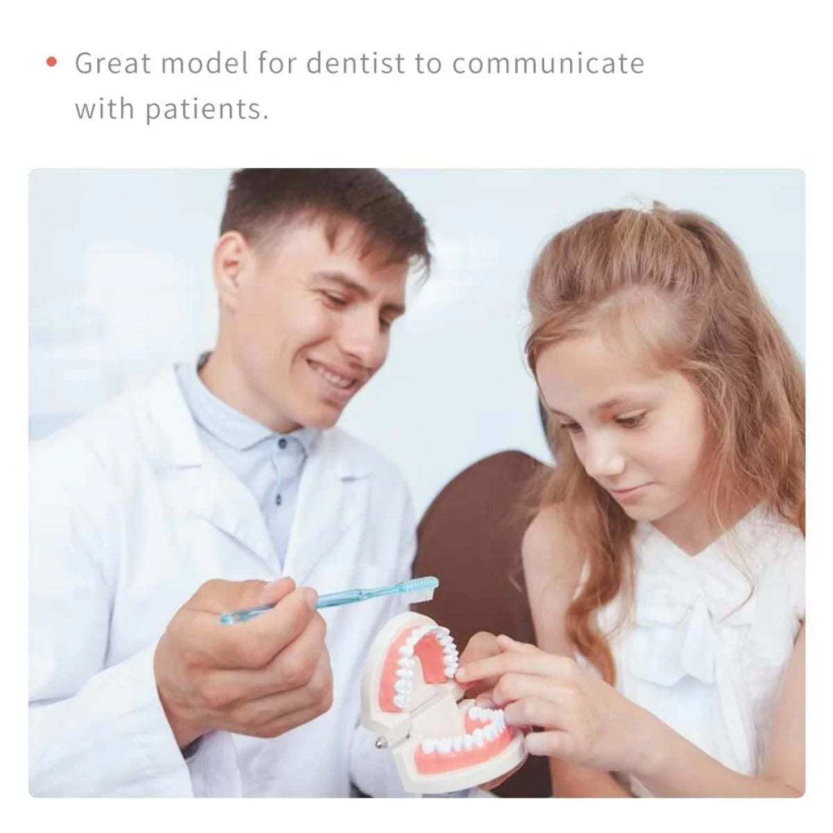 Dental Teeth Model For Dental Education