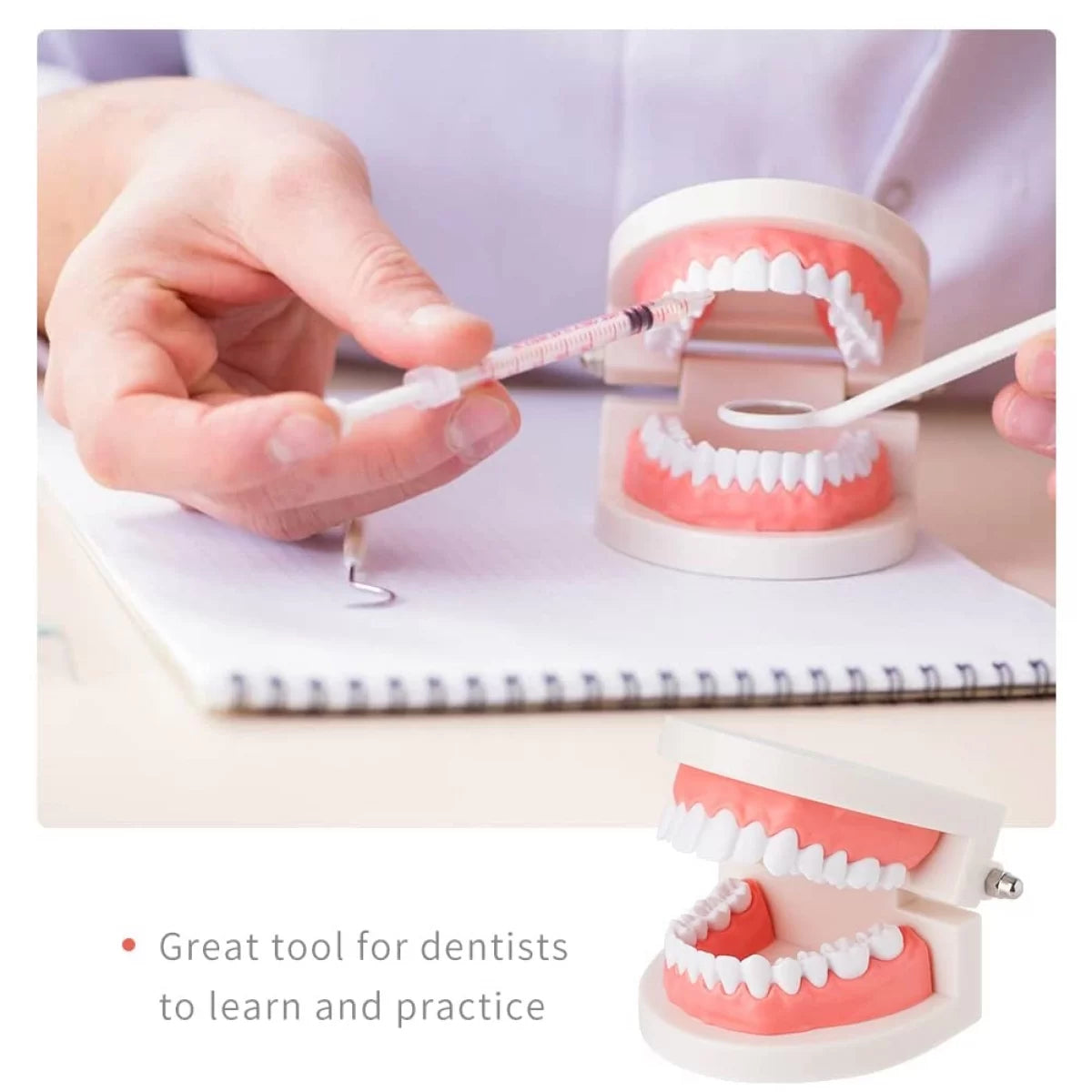 Dental Teeth Model For Dental Education