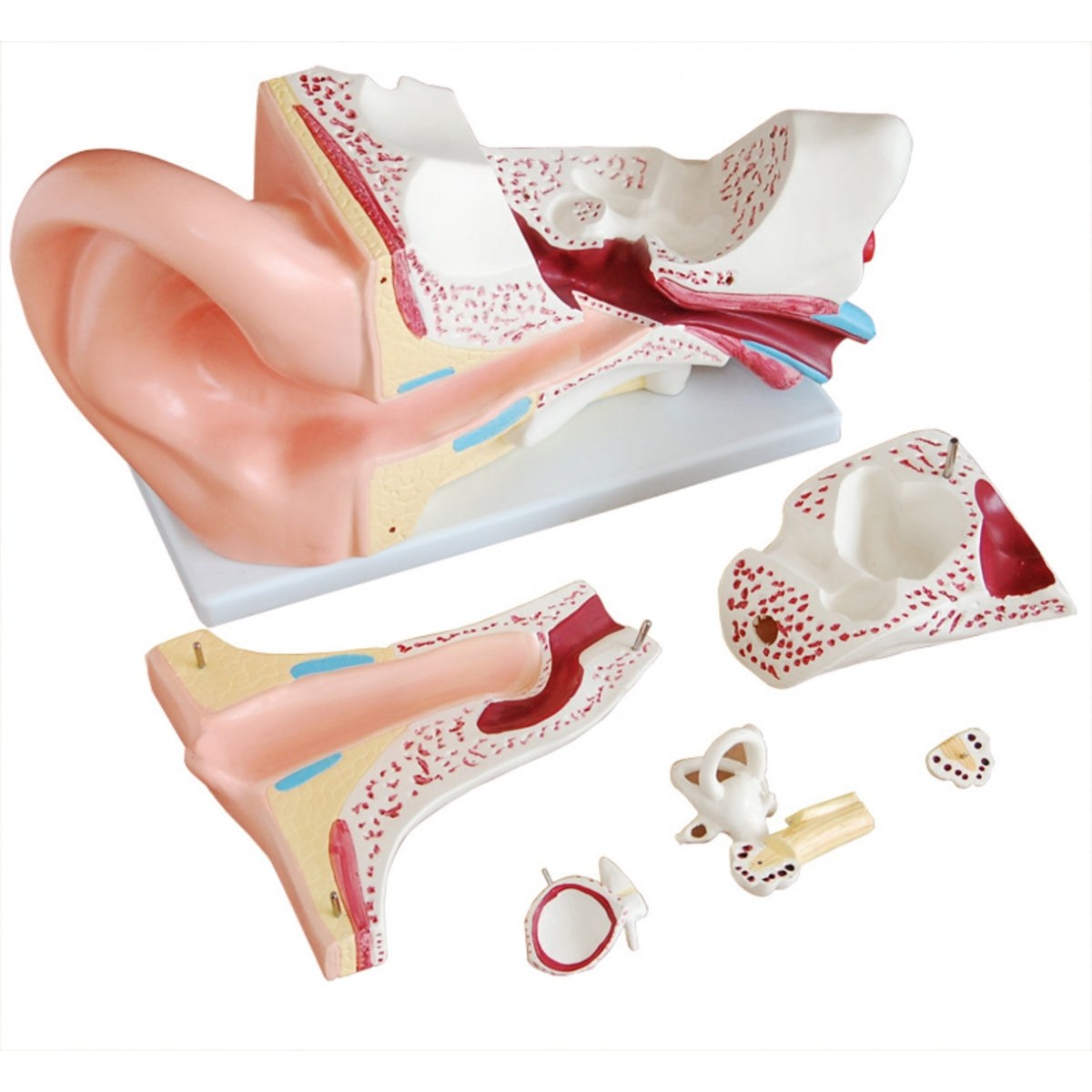 Ear Model (Enlarged) Dissectible Into 4 Parts