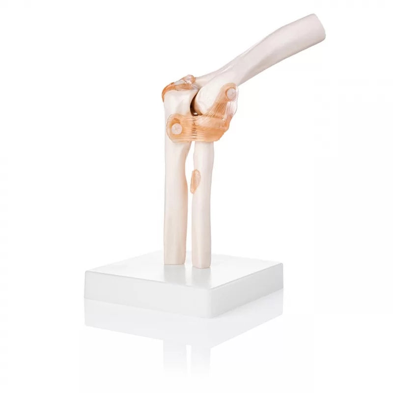 Elbow Joint Model With Ligaments - Life Size Anatomical Model