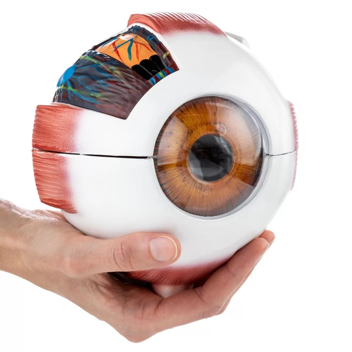 Human Eye Model (Enlarged) With 7 Dissectible Parts