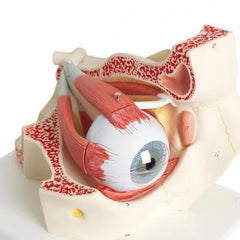 Eye With Orbit Model