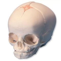 Fetal Skull Model (Child-Infant Skull Model) Premium Quality