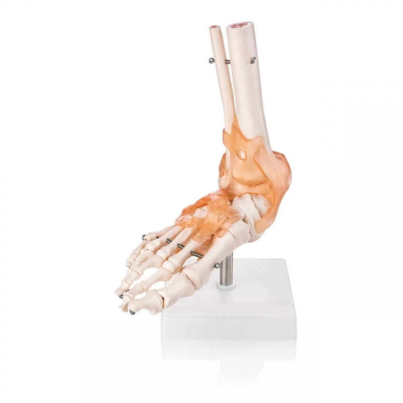 Foot Joint Model With Muscles And Ligaments (Premium Quality)