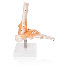 Foot Joint Model With Muscles And Ligaments (Premium Quality)