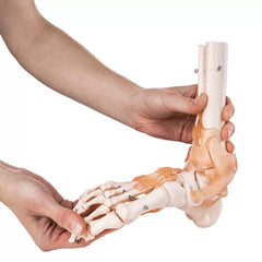 Foot Joint Model With Muscles And Ligaments (Premium Quality)