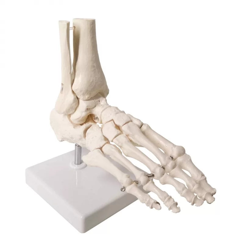 Foot Joint Model - Life Size