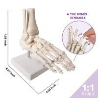 Foot Joint Model - Life Size