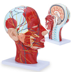 Half Head Anatomical Model