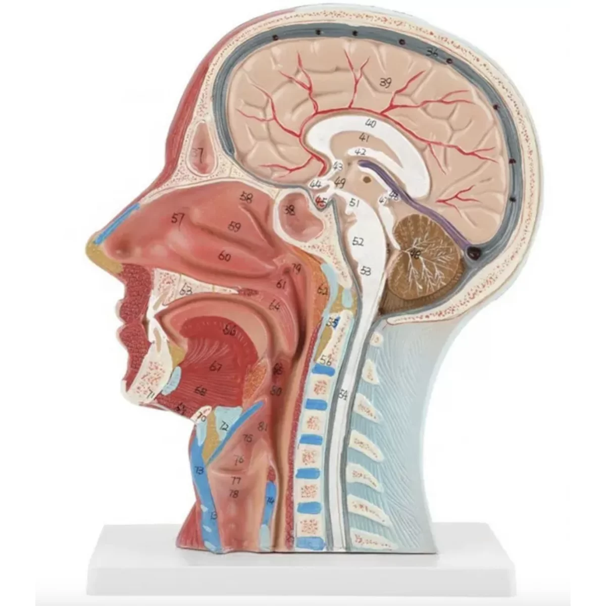 Half Head Anatomical Model