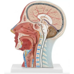 Half Head Anatomical Model