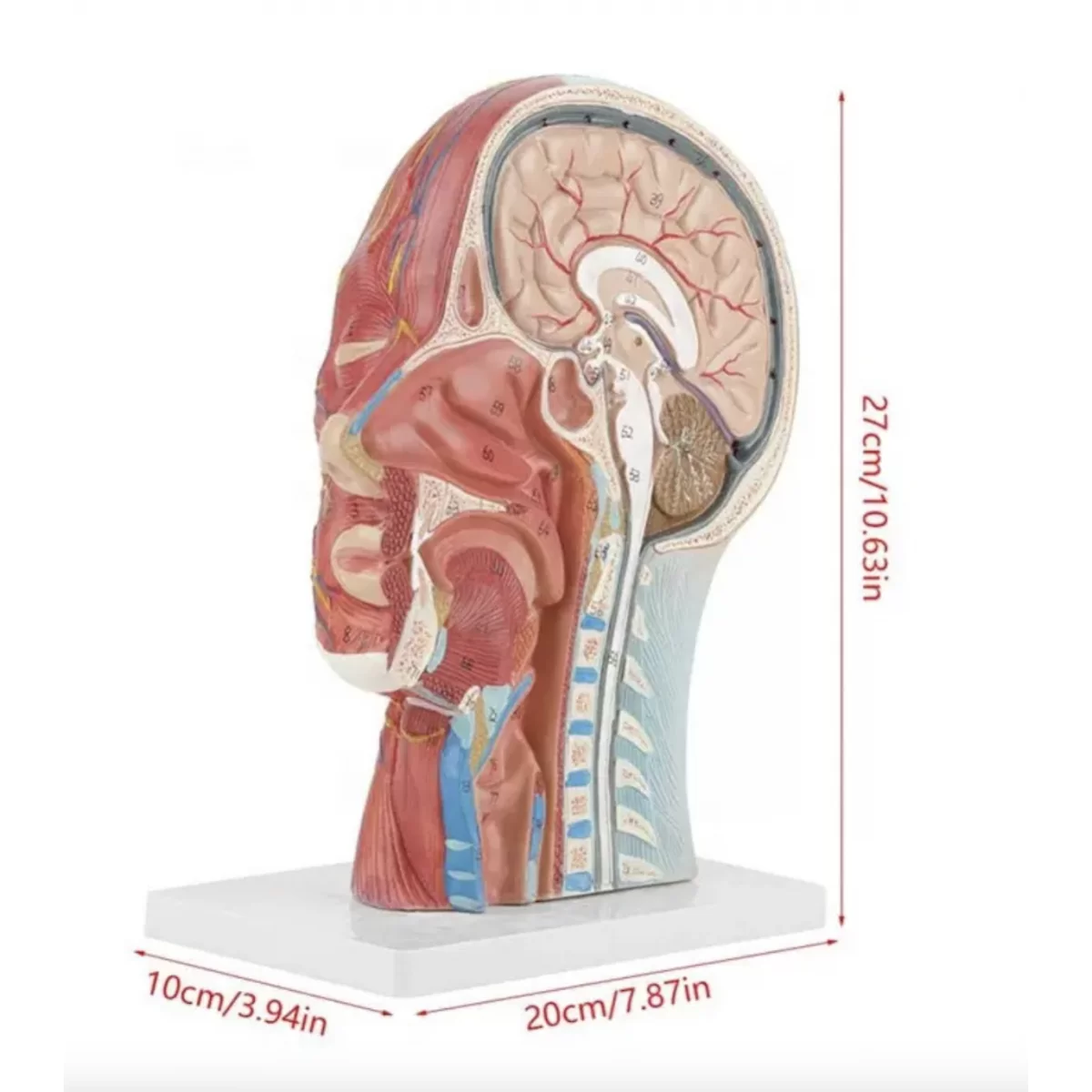 Half Head Anatomical Model