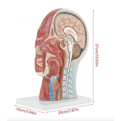 Half Head Anatomical Model